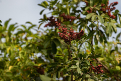 Zanthoxylum zanthoxyloides