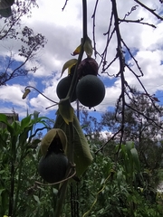 Passiflora ligularis