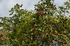 Zanthoxylum zanthoxyloides