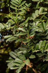 Zanthoxylum zanthoxyloides