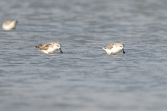 Calidris pygmaea