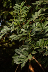 Zanthoxylum zanthoxyloides