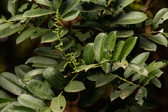 Zanthoxylum zanthoxyloides