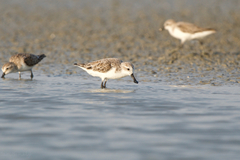 Calidris pygmaea