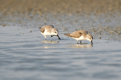 Calidris pygmaea