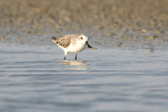 Calidris pygmaea