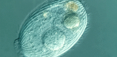 Spathidiopsis socialis