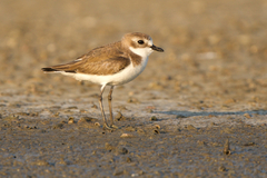 Charadrius mongolus
