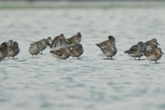 Calidris canutus