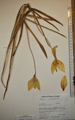 Tulipa sylvestris