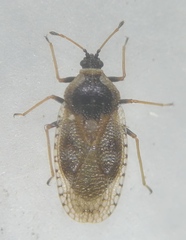 Dictyla echii
