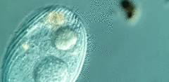 Spathidiopsis socialis
