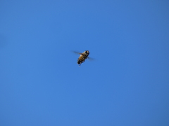 Eristalis