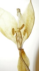 Tulipa sylvestris