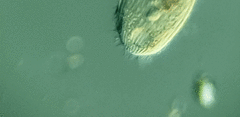 Spathidiopsis socialis