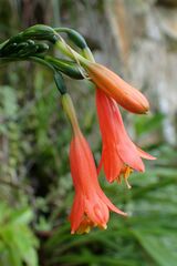 Stenomesson ecuadorense