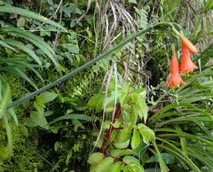 Stenomesson ecuadorense