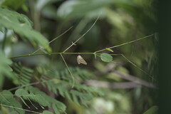 Polyura hebe