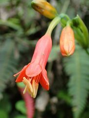 Stenomesson ecuadorense