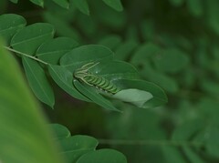 Polyura hebe