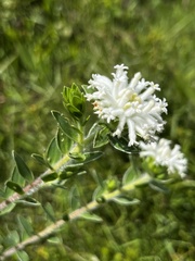 Lasiosiphon calocephalus