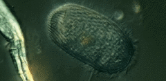 Spathidiopsis socialis