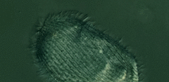 Spathidiopsis socialis