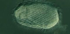 Spathidiopsis socialis