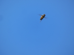 Eristalis