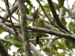 Vireo magister