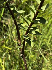 Lasiosiphon calocephalus