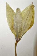 Tulipa sylvestris