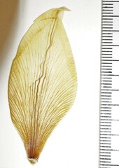 Tulipa sylvestris