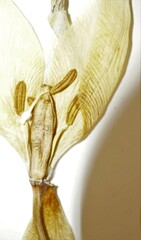Tulipa sylvestris