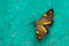 Phaeochlaena lampra
