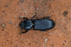 Passalus