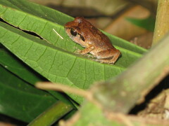 Arthroleptis stenodactylus
