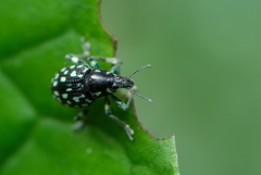 Lordops schoenherri