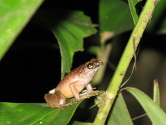 Arthroleptis stenodactylus