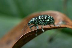 Lordops schoenherri