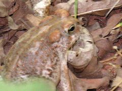 Anaxyrus microscaphus