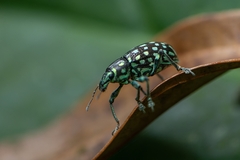 Lordops schoenherri