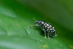 Lordops schoenherri