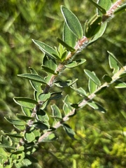 Lasiosiphon calocephalus