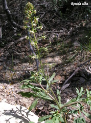 Reseda alba