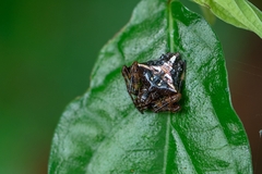 Verrucosa scapofracta