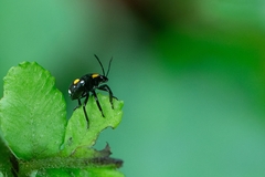 Heteroptera