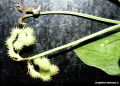 Scorpiurus muricatus