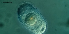 Spathidiopsis socialis