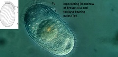Spathidiopsis socialis